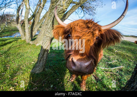 Neugierige schottische Highlander in der Versorgung Dünen zwischen Heemskerk und Castricum die Niederlande Stockfoto