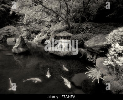 Koi im Teich mit japanische Laterne und Wasserfällen. Japanische Gärten. Portland, Oregon Stockfoto