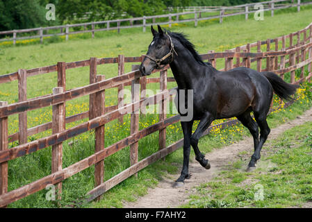 Englische Vollblüter im Fahrerlager Stockfoto