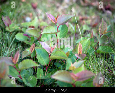 Japanischer Staudenknöterich (Fallopia Japonica) wächst in einem Rasen UK Stockfoto