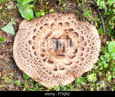 Sarcodon Imbricatus, allgemein bekannt als die Holzschindeln Igel oder schuppige Igel ist eine Art von Zahn-Pilz Stockfoto