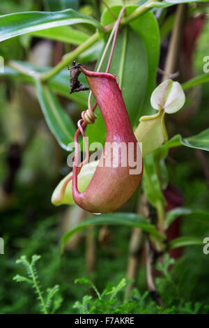 Nahaufnahme einer fleischfressende Kannenpflanze (Nepenthes Miranda). Stockfoto