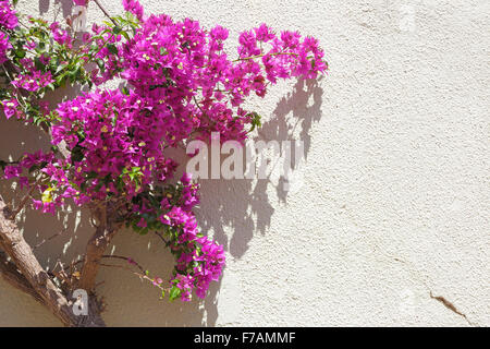 rosa Blüten an verputzten Wand, im freien Stockfoto