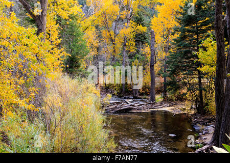 Der Cimarron River fließt durch den New-Mexicos Cimarron Canyon State Park in der Nähe von seinem Oberlauf. Stockfoto