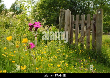 Butterblumen und rote Campion gedeihen in einem schönen Wildblumenwiese in Derbyshire Dales, England UK Stockfoto