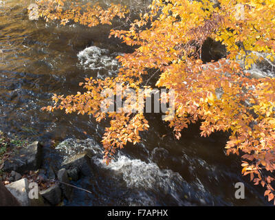 Herbstlaub und rauschenden Wasser in den südlichen Zweig des Hoosic River in Massachusetts. Stockfoto