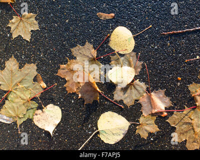 Blätter im Herbst sind über einen nassen Asphalt Hecht Weg verteilt. Stockfoto