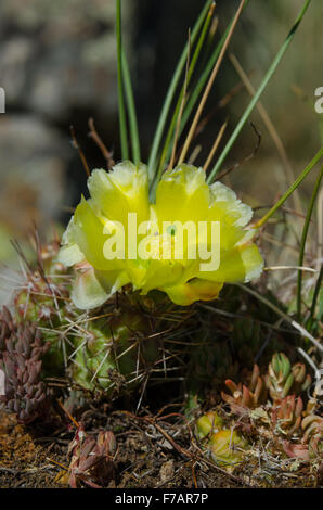 Auf eine robuste Trail im Black Canyon des Gunnison blüht ein Kaktus mit einer weiche gelbe Blume Stockfoto