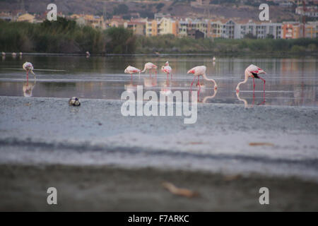 See mit rosa Flamingos in Cagliari, Sardinien Stockfoto