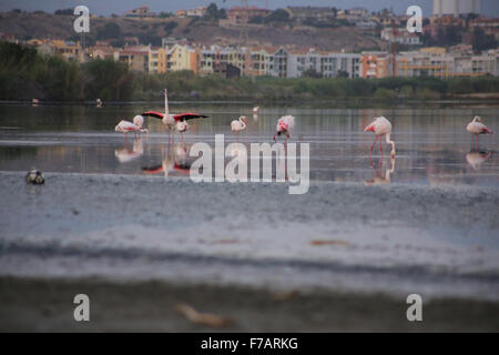 See mit rosa Flamingos in Cagliari, Sardinien Stockfoto