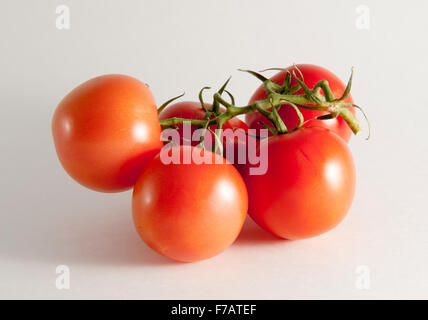 Tomaten auf die Weinrebe vor einem weißen Hintergrund Stockfoto