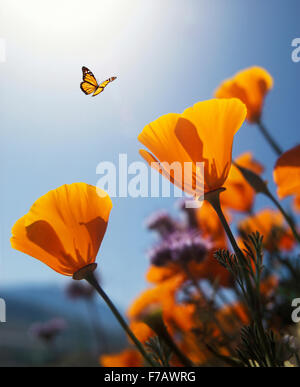 Kalifornien, Monarchfalter mit Mohnblume Stockfoto