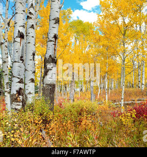 Aspen im Herbst Farbe im centennial-Tal in der Nähe von Lakeview, montana Stockfoto