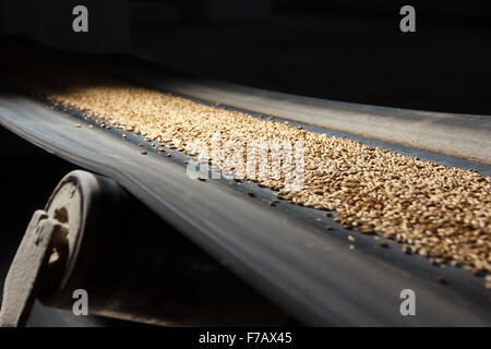 Förderband mit Gerste zu Bierfabrik Stockfoto