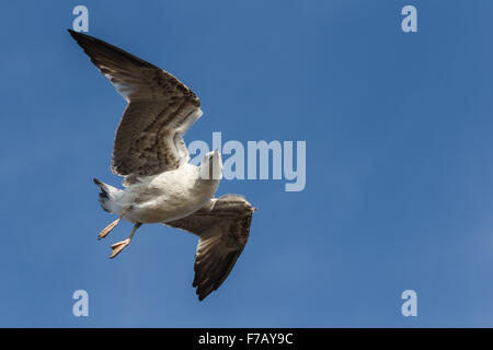 Möwe fliegen auf blauen Himmel und schaut in die Kamera Stockfoto