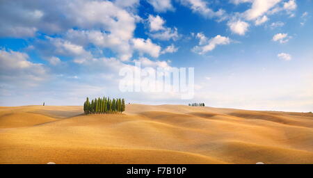Zypresse Bäume Landschaft, Val d ' Orcia, Toskana, Italien Stockfoto