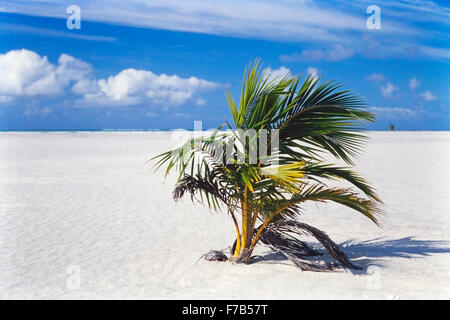 Eine einsamen Kokospalme, die an einem unberührten tropischen Sandstrand einer unbewohnten Insel in einem Meeresschutzgebiet des Südpazifiks wächst Stockfoto