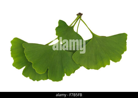 Ginkgo Blätter isoliert Stockfoto