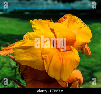 Gelb und orange Canna Blume im Garten Stockfoto