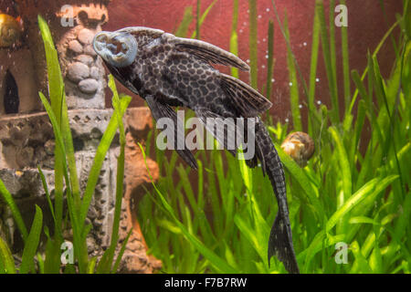 Ancistrus Ancistrus Dolichopterus im Hause Süßwasser-Aquarium Fische Stockfoto