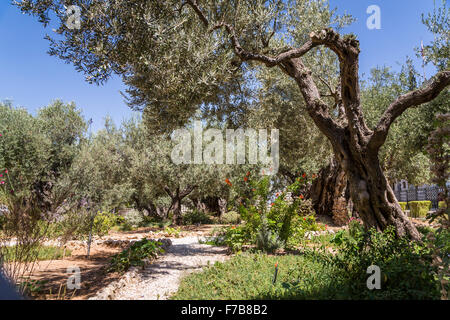 Der Garten von Gethsemane auf dem Ölberg in Jerusalem, Israel, Naher Osten. Stockfoto