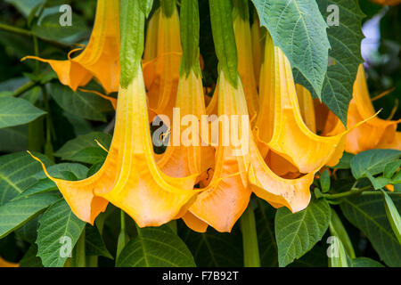 Blüten der Engelstrompeten solanaceous Pflanze, Datura Aurea "Gold Cornet", Brugmansia, Stockfoto