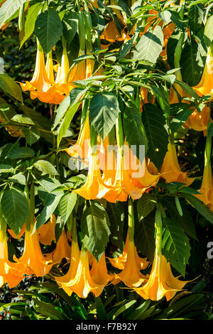 Blüten der Engelstrompeten solanaceous Pflanze, Datura Aurea "Gold Cornet", Brugmansia, Stockfoto