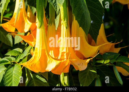 Blüten der Engelstrompeten solanaceous Pflanze, Datura Aurea "Gold Cornet", Brugmansia, Stockfoto