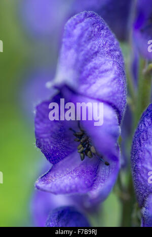 Nahaufnahme einer tiefen blauen Eisenhut (Aconitum) Blume mit markanten Kapuzen-Form. Stockfoto
