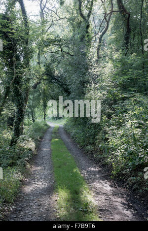 Woodland-track in England mit Sonnenlicht zwischen den weichen Sommer grün. Stockfoto