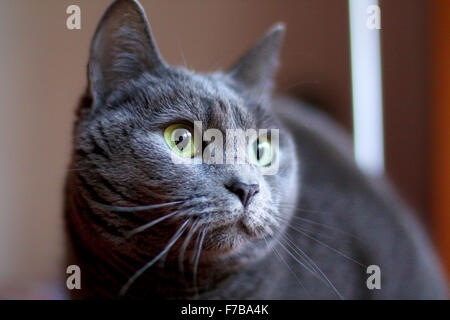 Kartäuser Katze Stockfoto