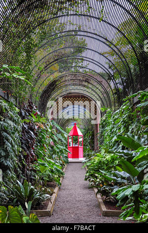 Rot stand im Botanischen Garten in Puerto De La Cruz, Teneriffa, Kanarische Inseln, Spanien Stockfoto