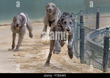 Windhundrennen, Irish Wolfhound, Europameisterschaft 2015, Hünstetten, Deutschland, Europa Stockfoto