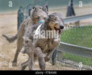 Windhundrennen, Irish Wolfhound, Europameisterschaft 2015, Hünstetten, Deutschland, Europa Stockfoto