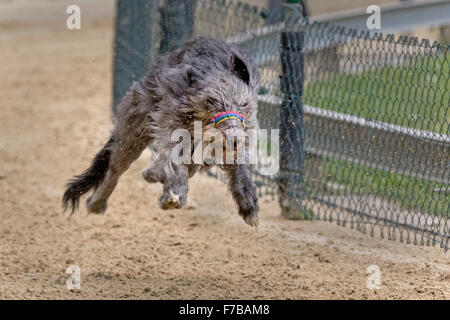 Windhundrennen, Irish Wolfhound, Europameisterschaft 2015, Hünstetten, Deutschland, Europa Stockfoto