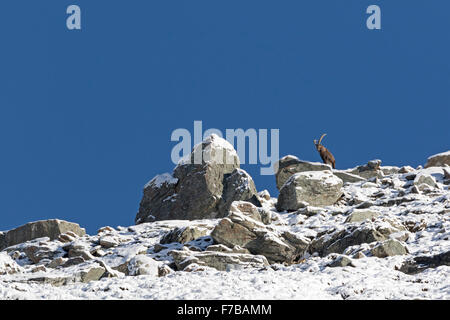 Steinbock mit Schnee (Capra Ibex), Nationalpark Hohe Tauern, Austria, Europe Stockfoto