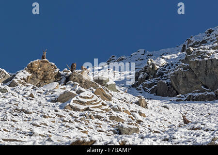 Alpine Steinböcke mit Schnee (Capra Ibex), Nationalpark Hohe Tauern, Austria, Europe Stockfoto