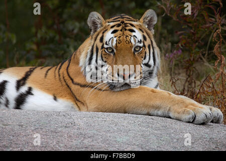 Amur-tiger Stockfoto