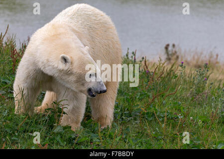 Eisbär Stockfoto
