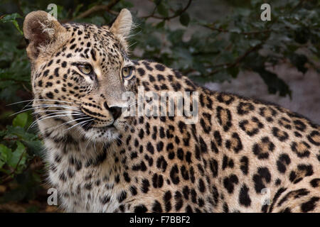 Persischer leopard Stockfoto