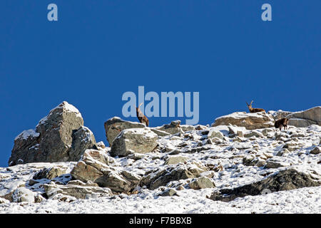 Alpine Steinböcke mit Schnee (Capra Ibex), Nationalpark Hohe Tauern, Austria, Europe Stockfoto