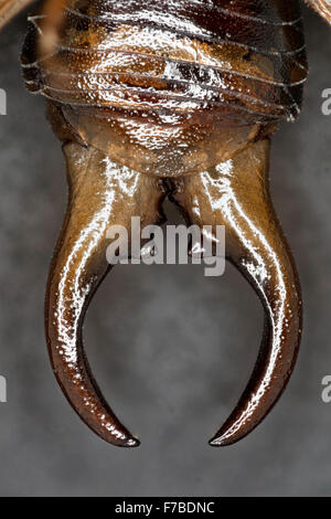 Gemeinsamen Ohrwurm männlichen Zange, Forficula auricularia Stockfoto