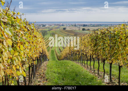 Herbst im Weingut Dorf von Jois an den Neusiedler See, Burgenland, Österreich, Jois Stockfoto