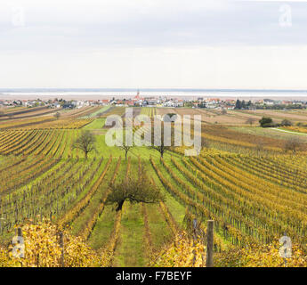 Herbst im Weingut Dorf von Jois an den Neusiedler See, Burgenland, Österreich, Jois Stockfoto