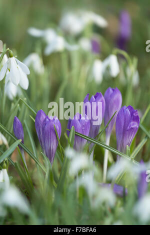 Lila Krokus und Schneeglöckchen, Galanthus Nivalis, auf einem Friedhof in Worcestershire, England. Stockfoto