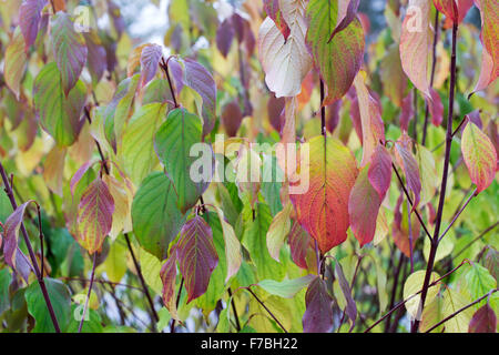 Cornus Amomum.  Seidige Hartriegel Blätter im Herbst Stockfoto