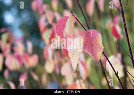 Cornus Sericea Baileyi.  Roter Zweig Hartriegel Blätter im Herbst Stockfoto