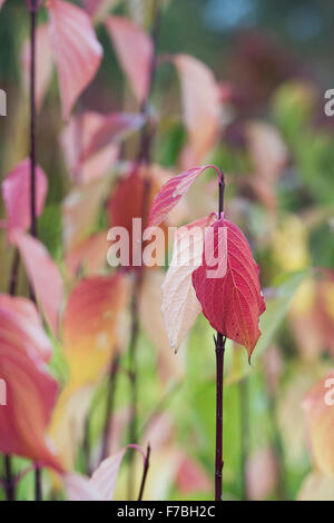 Cornus Sericea Baileyi.  Roter Zweig Hartriegel Blätter im Herbst Stockfoto