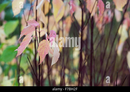 Cornus Sericea Baileyi.  Roter Zweig Hartriegel Blätter im Herbst Stockfoto