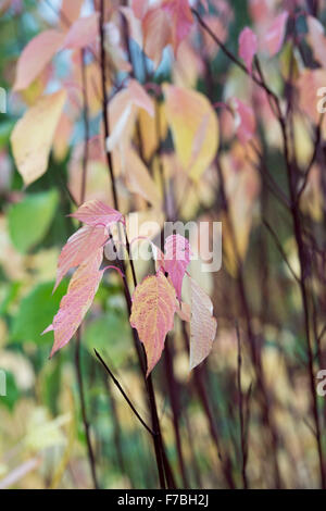 Cornus Sericea Baileyi.  Roter Zweig Hartriegel Blätter im Herbst Stockfoto